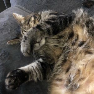 Meet your Posher, Gregory